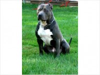 /album/galeria-de-fotos%3avariedade-de-ra%c3%a7as-disponiveis/a1368042225-508438780-1-blue-nose-pitbull-puppies-sale-8010917888-ganesh-peth-jpg/
