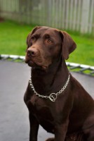 /album/galeria-de-fotos%3avariedade-de-ra%c3%a7as-disponiveis/labrador-retriever-chocolate-hershey-sit-jpg/