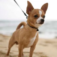 /album/galeria-de-fotos%3avariedade-de-ra%c3%a7as-disponiveis/a785c9-how-to-train-your-chihuahua-or-chiwawa-dog-breed-7-jpg1/