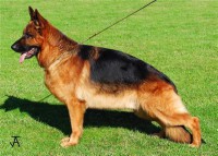 /album/galeria-de-fotos%3avariedade-de-ra%c3%a7as-disponiveis/germanshepherd-jpg1/