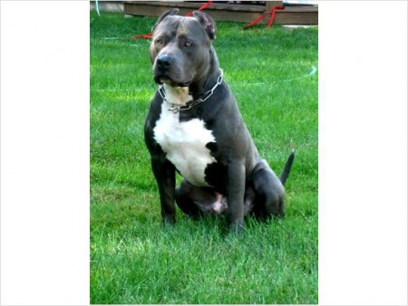 Blue nose Pitbull